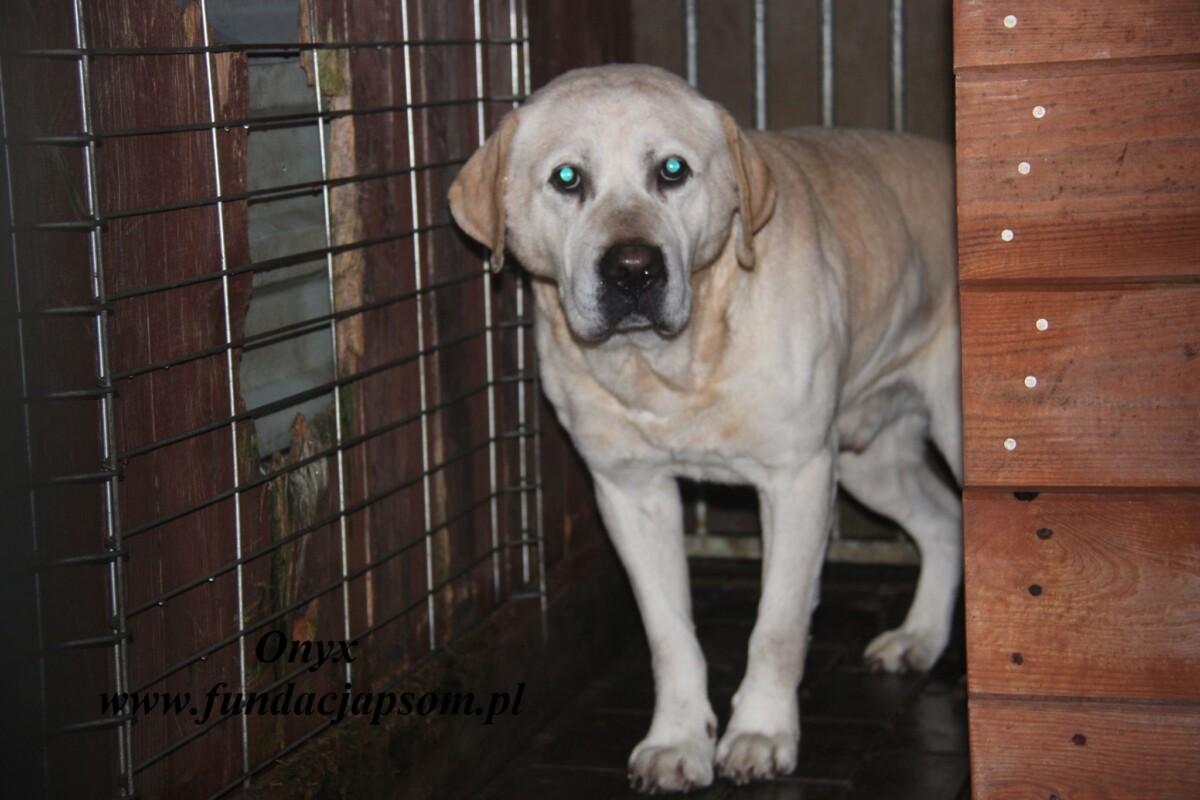 Pies do adopcji. Schronisko dla zwierząt w Nowym Dworze Mazowieckim. Fundacja Przyjaciele Braci Mniejszcyh (2)