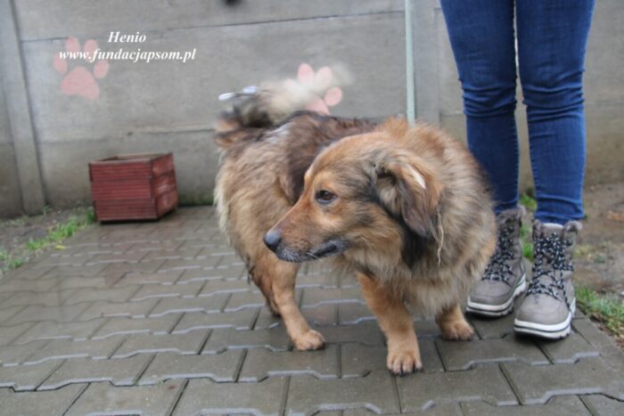 Henio - obrazek 6