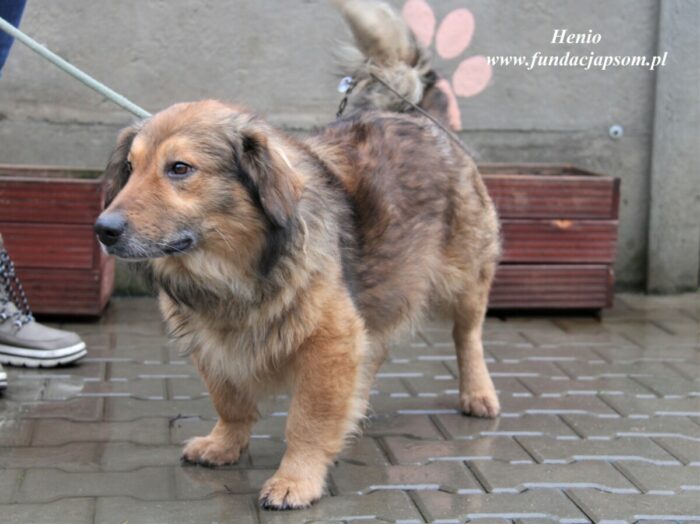 Henio - obrazek 5