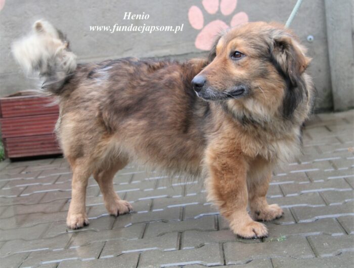 Henio - obrazek 3