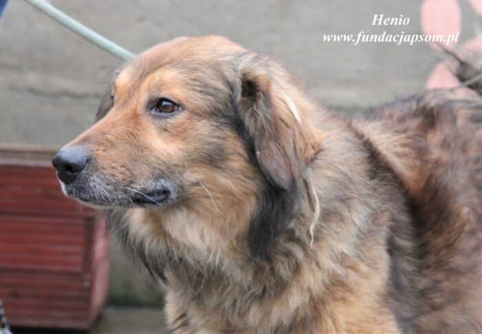 Henio - obrazek 2