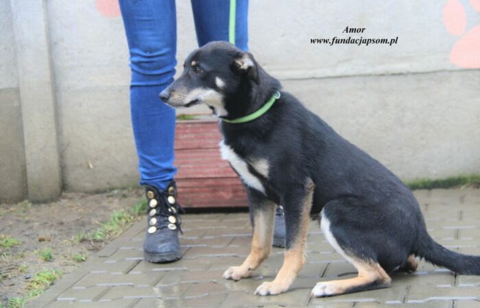 Amor - obrazek 6