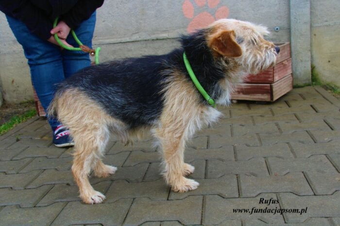Rufus - obrazek 4