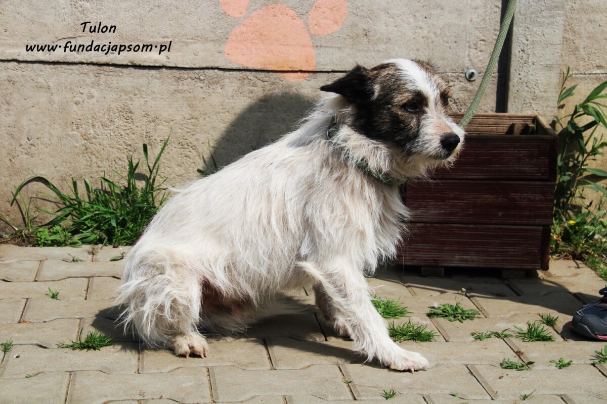 Pies-do-adopcji.-Schronisko-dla-zwierzat-w-Nowym-Dworze-Mazowieckim.-Fundacja-Przyjaciele-Braci-Mniejszych-2