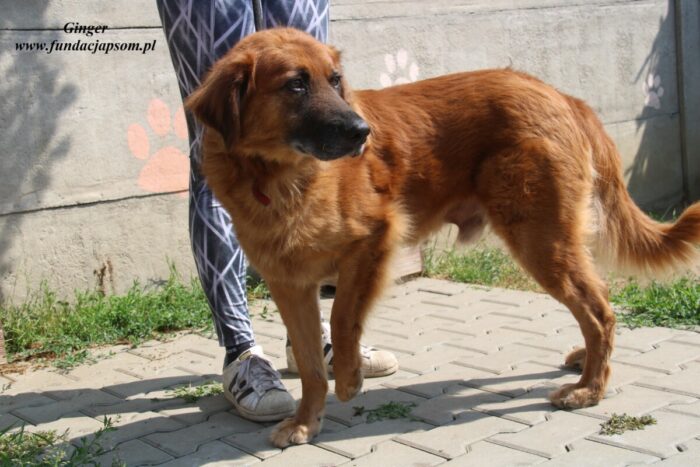 Ginger - obrazek 2
