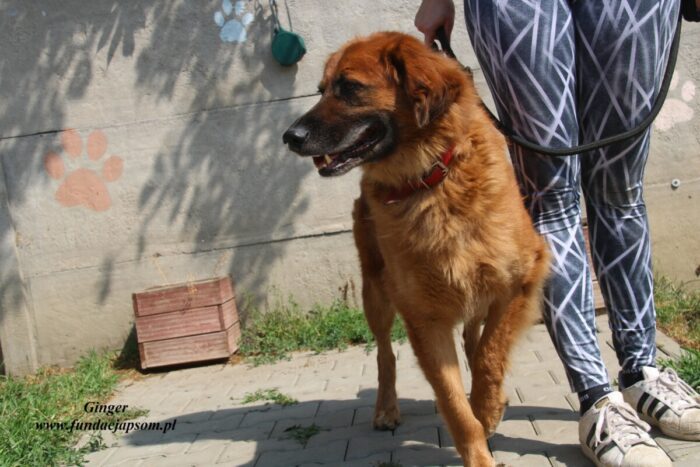 Ginger - obrazek 11