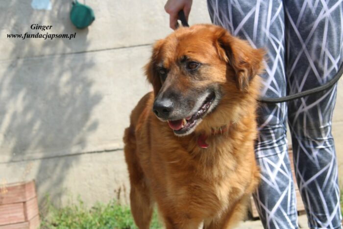 Ginger - obrazek 12