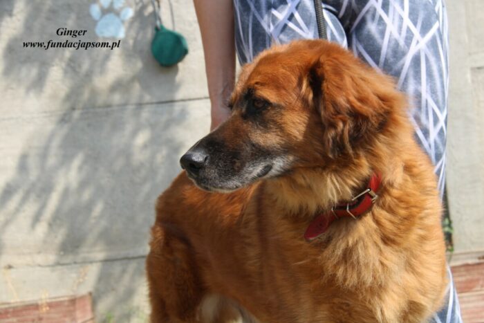 Ginger - obrazek 13