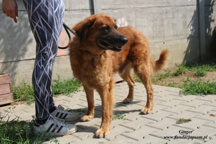 Ginger - obrazek 4