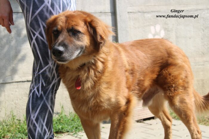 Ginger - obrazek 5