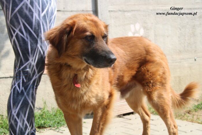 Ginger - obrazek 6