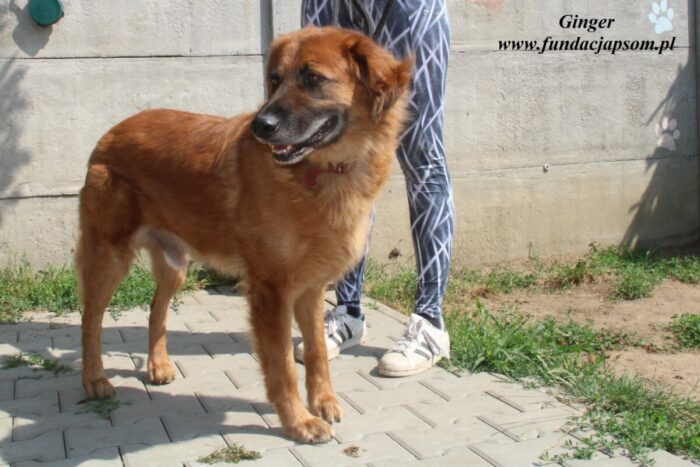 Ginger - obrazek 8