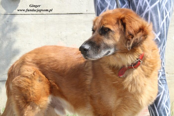 Ginger - obrazek 10
