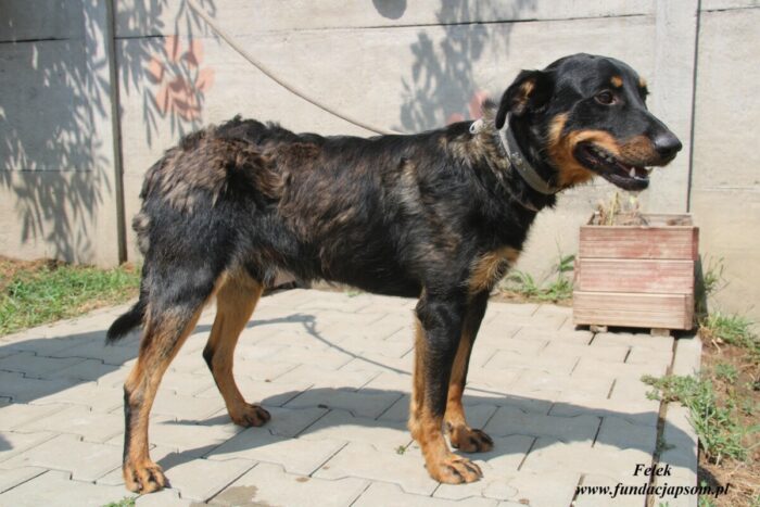 Felek