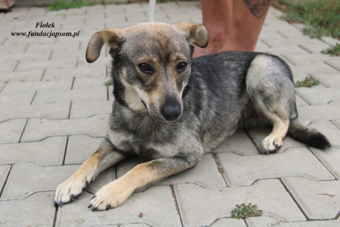 Fiołek