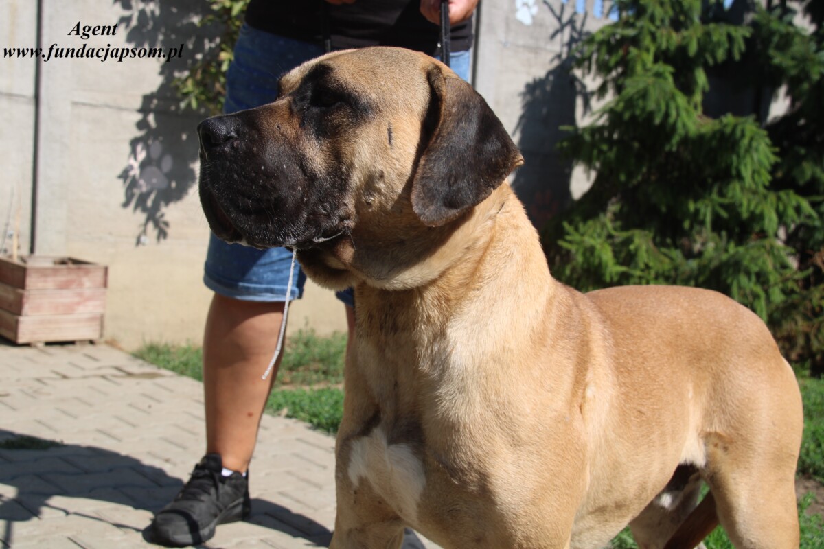 Agent duży pies Mastiff Tosa schronisko w Nowym Dworze Mazowieckim (2)