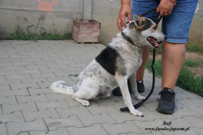 Bafi - obrazek 2