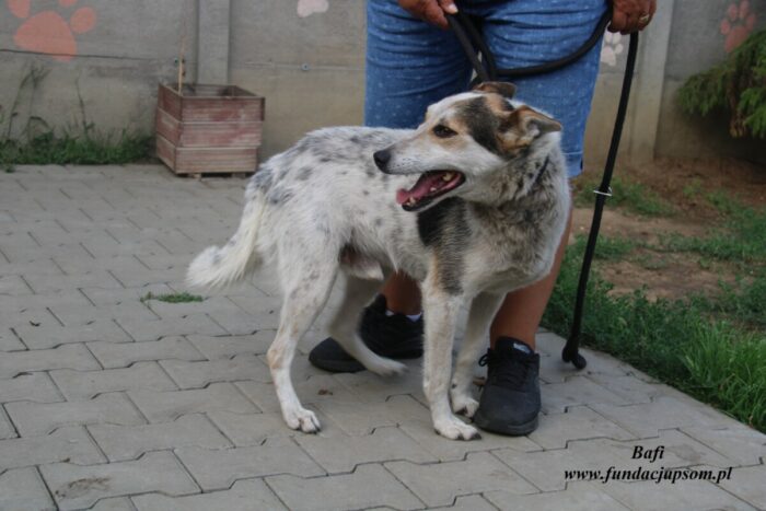 Bafi - obrazek 3