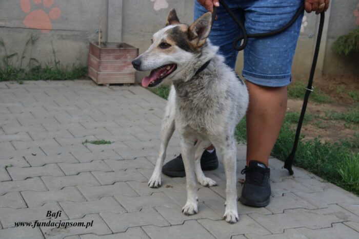 Bafi - obrazek 4