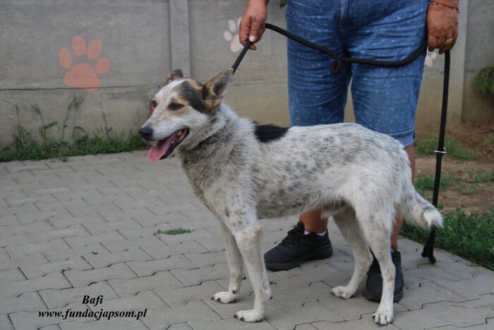 Bafi - obrazek 6