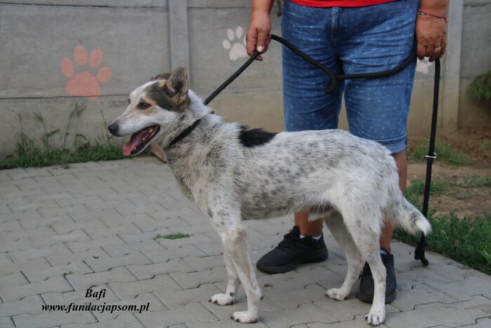 Bafi