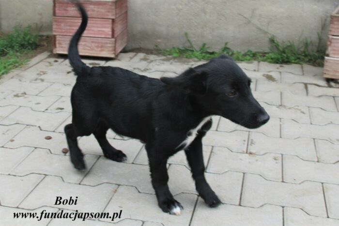 Bobi