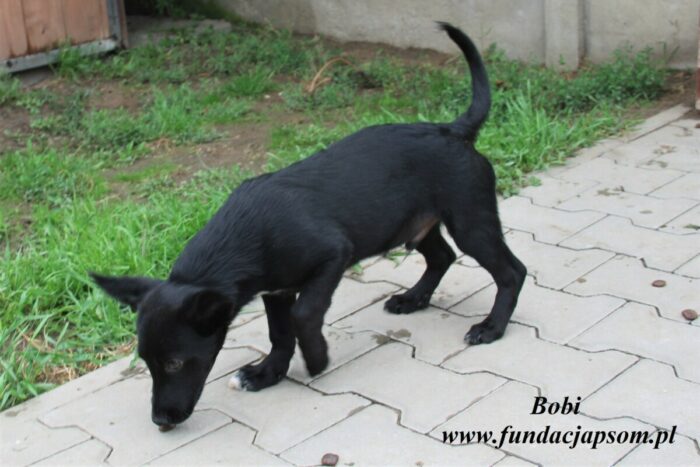 Bobi - obrazek 4