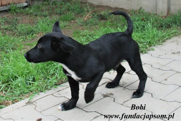 Bobi - obrazek 5