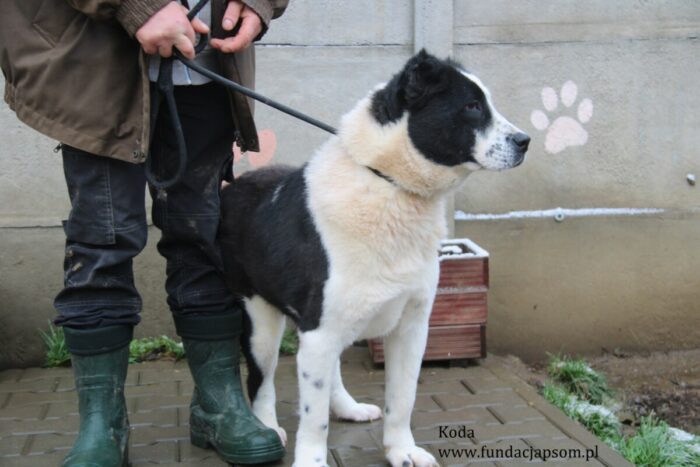 Koda - obrazek 9