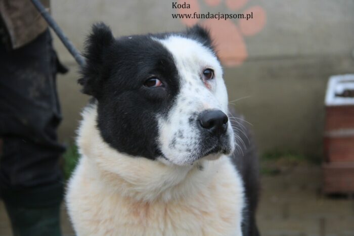 Koda - obrazek 5