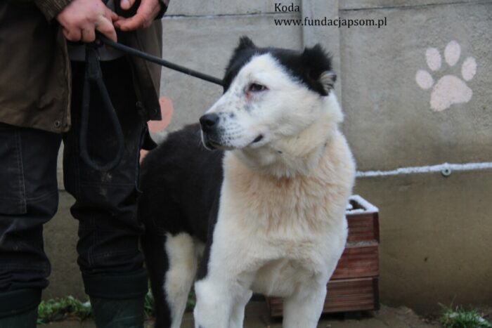 Koda - obrazek 8