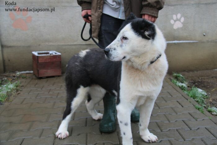 Koda - obrazek 2