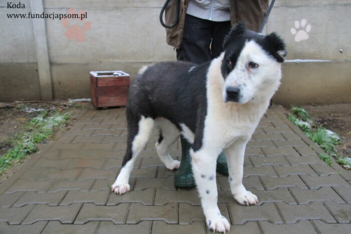 Koda - obrazek 3