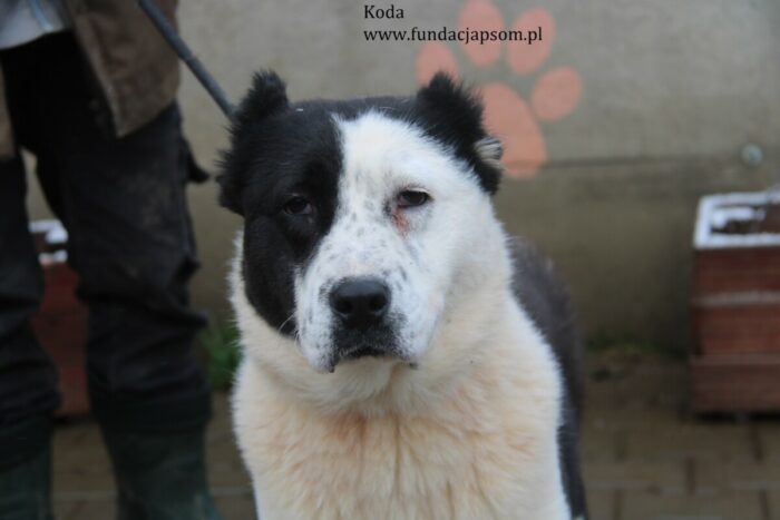 Koda - obrazek 6