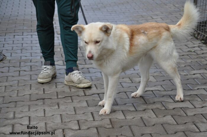 Balto - obrazek 2