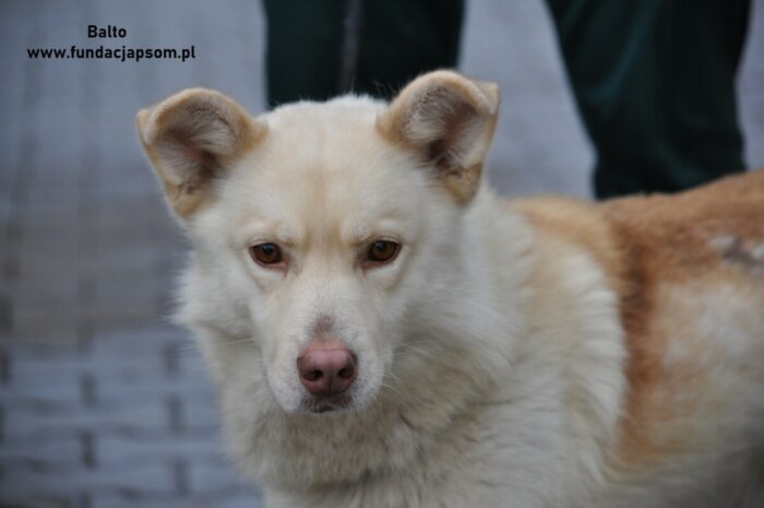 Balto - obrazek 5