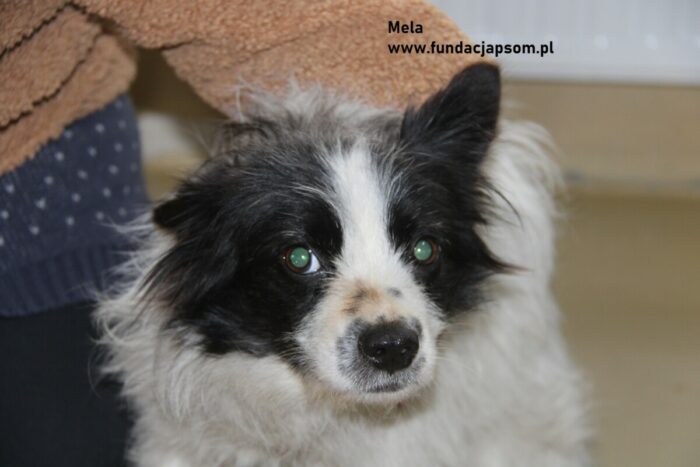 Mela