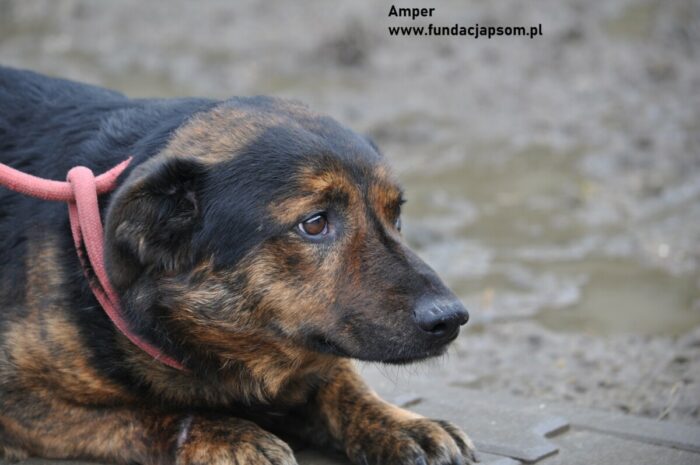 Amper - obrazek 4