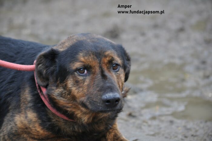 Amper