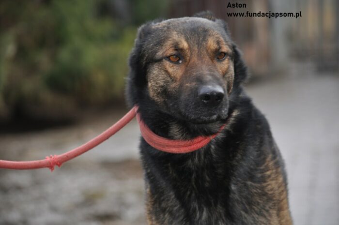 Aston - obrazek 3