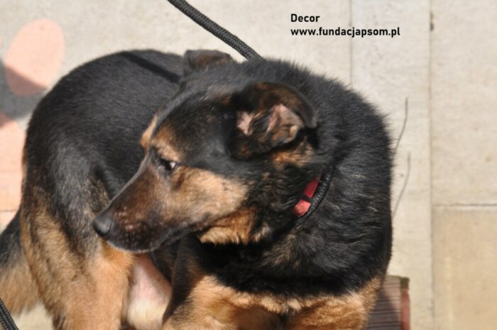 Dekor - obrazek 2