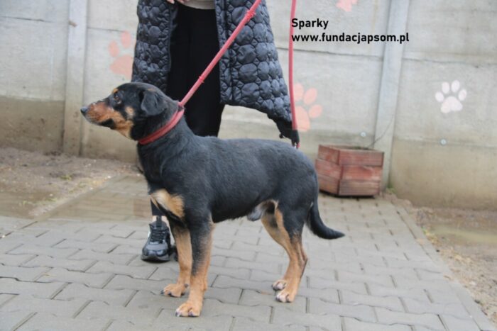Sparky - obrazek 2