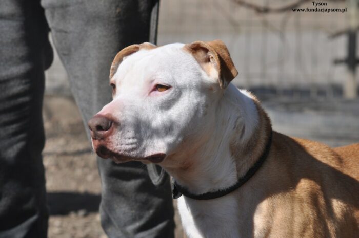 Tyson - obrazek 2