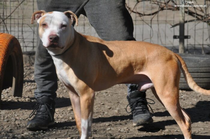 Tyson - obrazek 4
