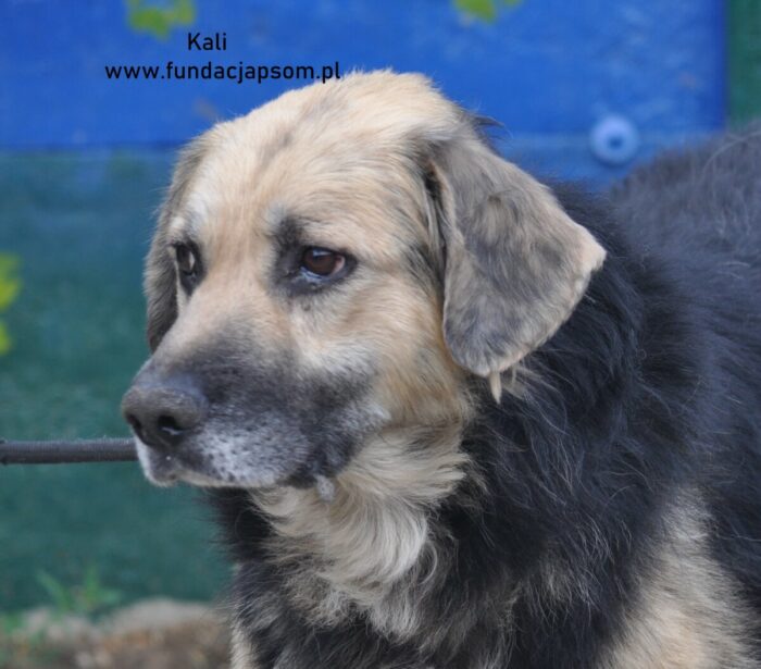 Kali