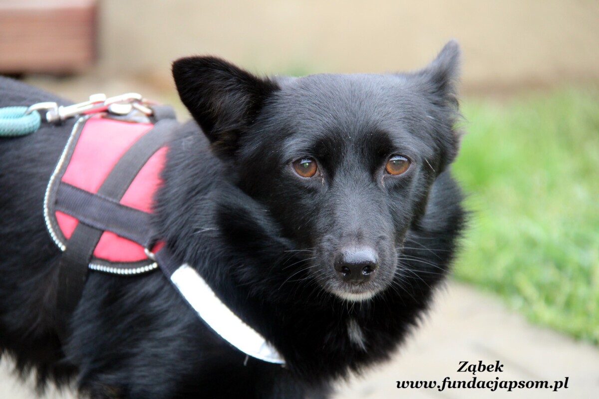 Zabek