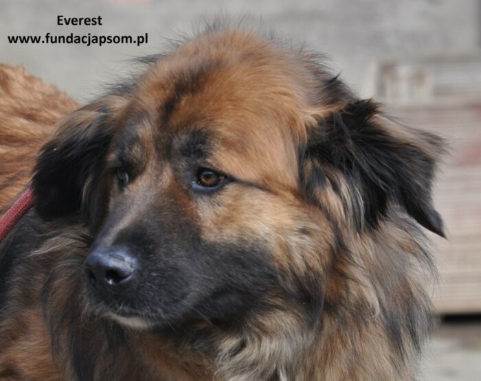 Everest