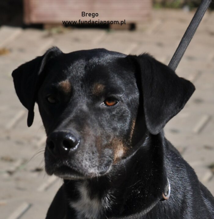 Brego - obrazek 7