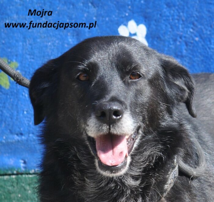 Mojra