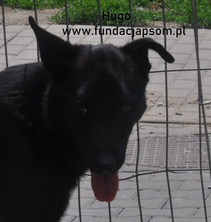 Hugo